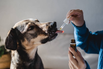 Vorteile und Anwendungen von Schwarzkümmelöl für die Tiergesundheit